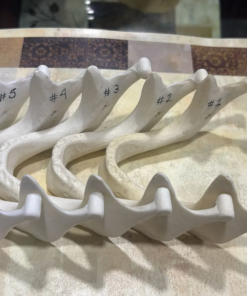 Dental Mandible Models - Choose Your Density (Copy)