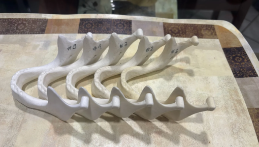 Dental Mandible Models - Choose Your Density (Copy)